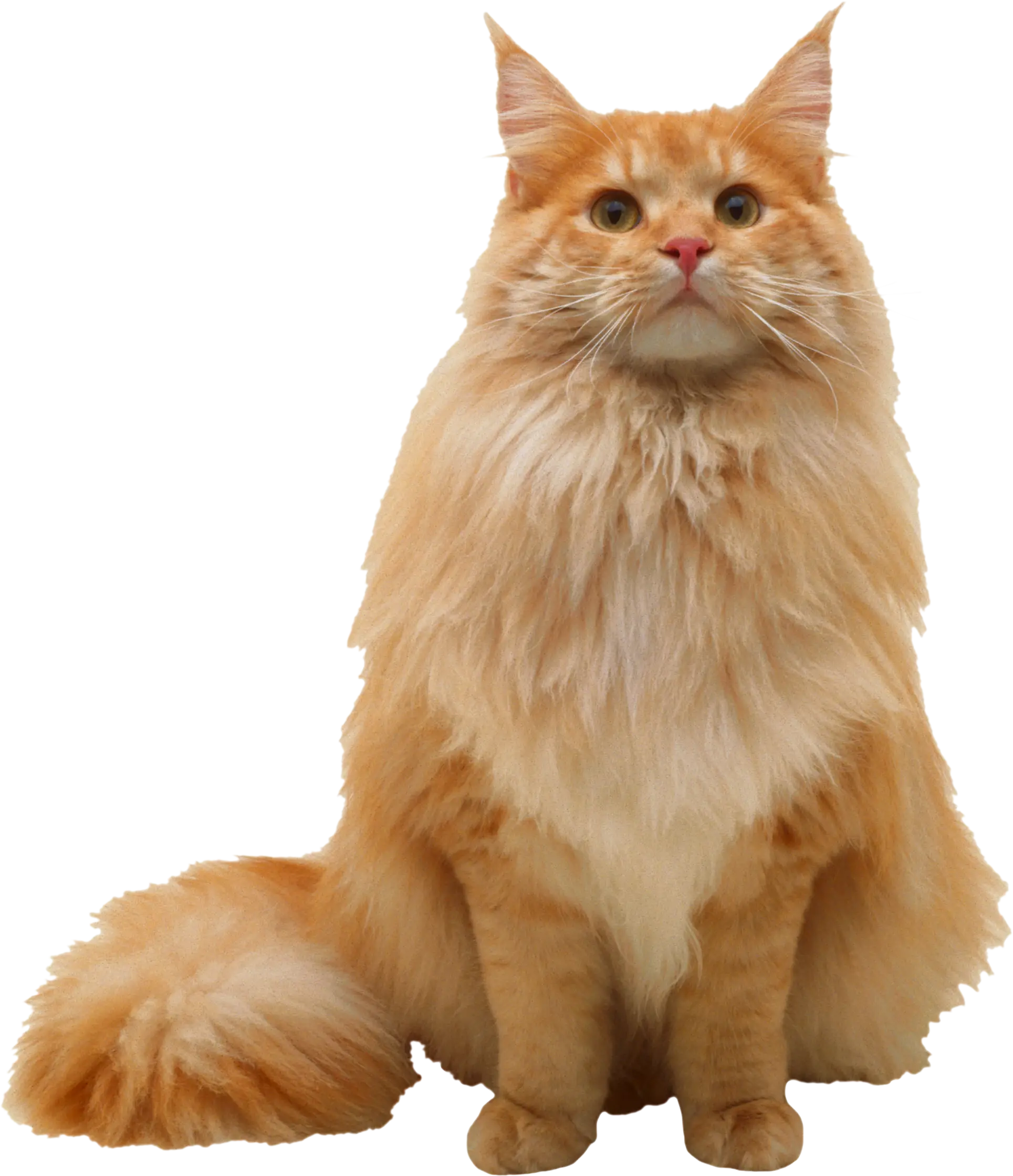 Fluffy Orange Cat
