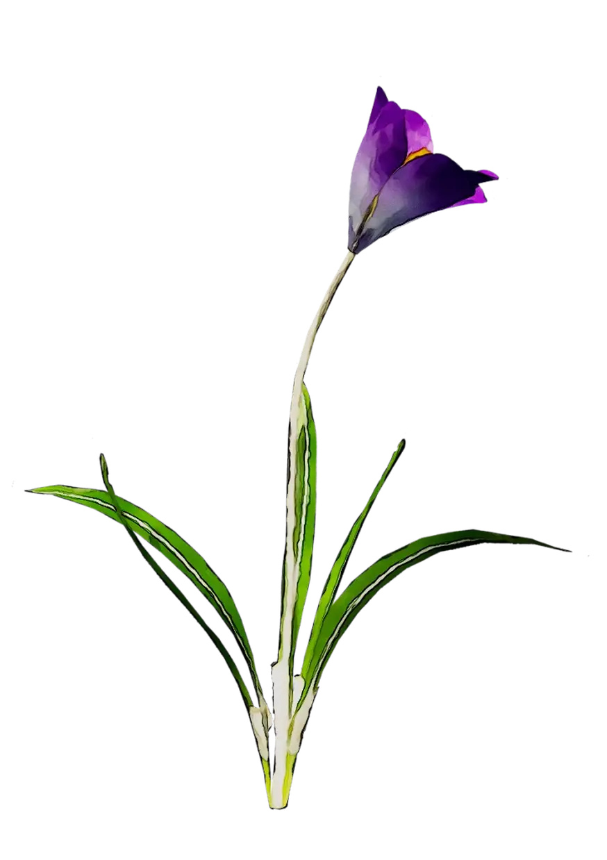 Purple Flower Botanical Artwork