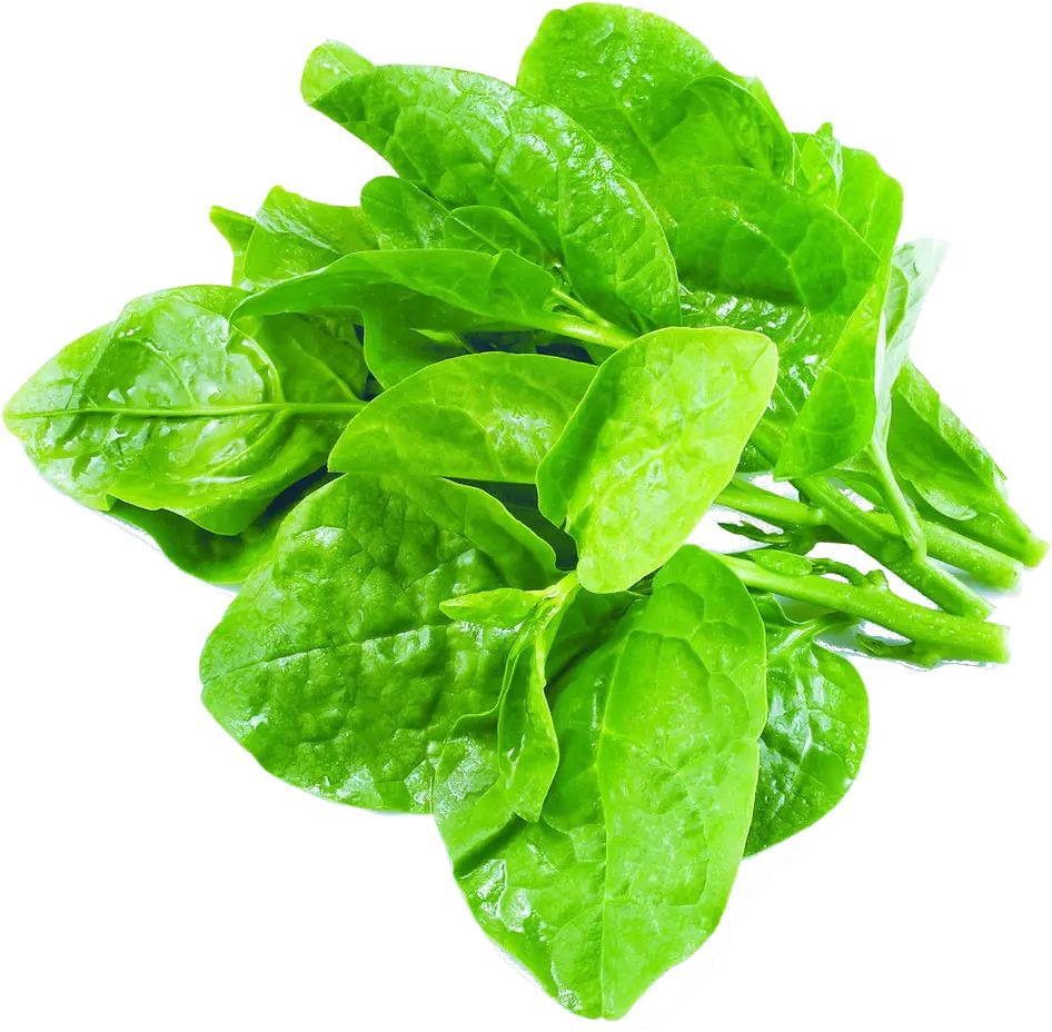 Fresh Green Spinach Leaves