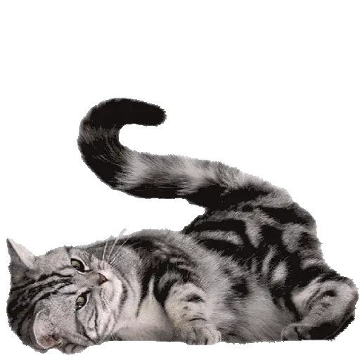 Adorable Gray Tabby Cat Stretching