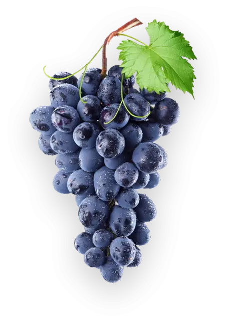 Bunch of Purple Grapes with Leaf