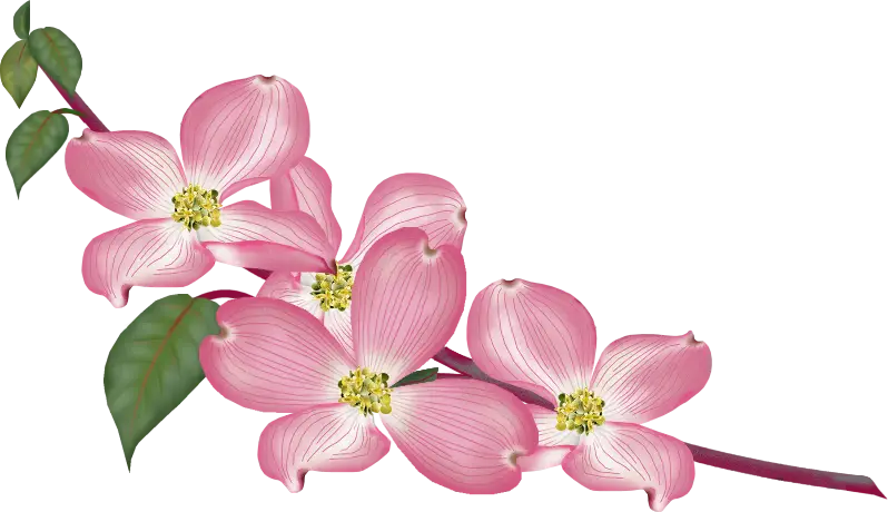 Pink Blossoming Flowers