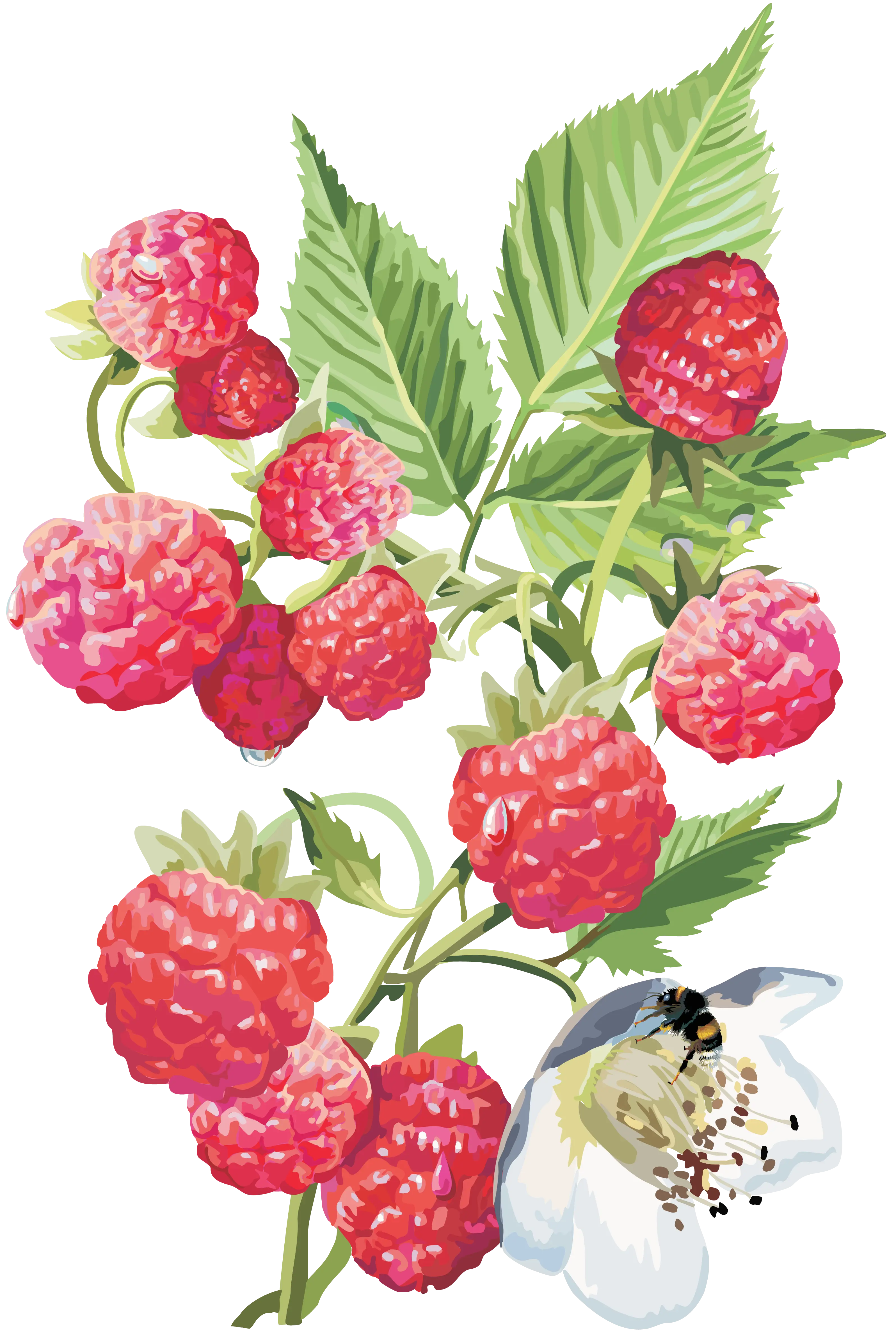 Raspberries with Green Leaves and White Flower