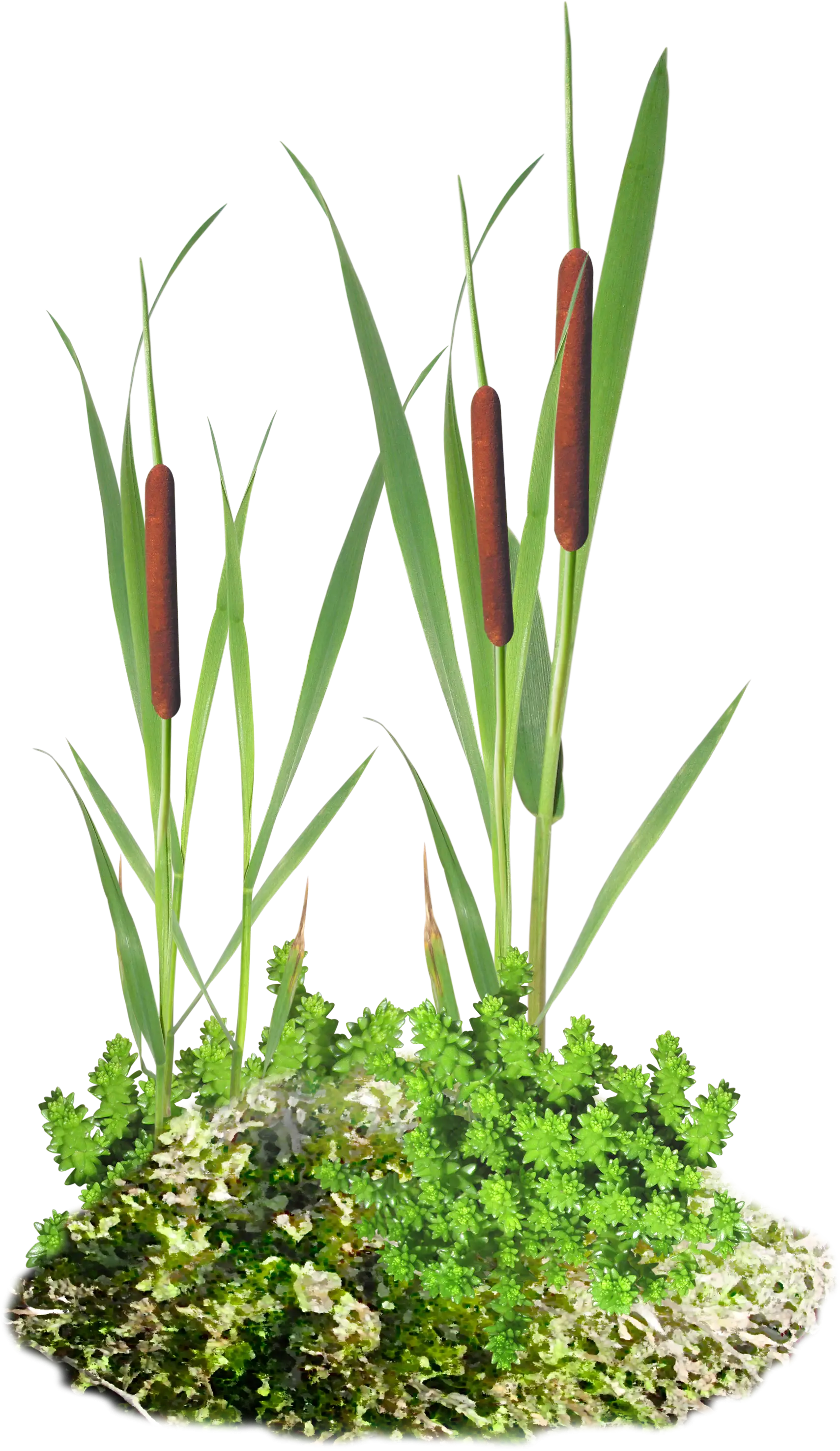 Green Cattails in Marsh
