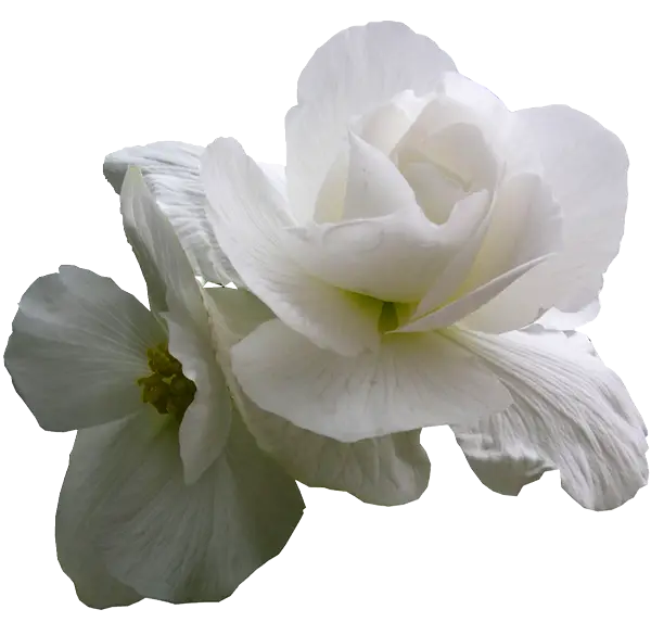 White Rose Flower Blossoms