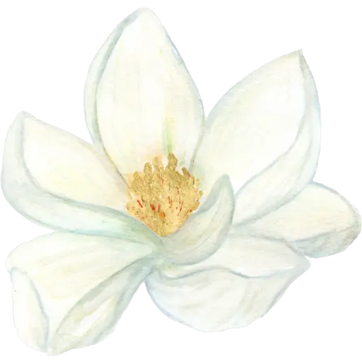 Single White Magnolia Flower