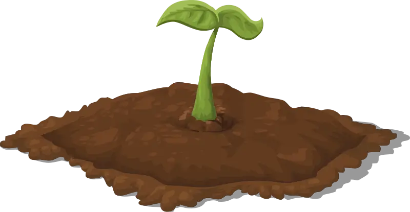 Green Plant Sprout in Soil
