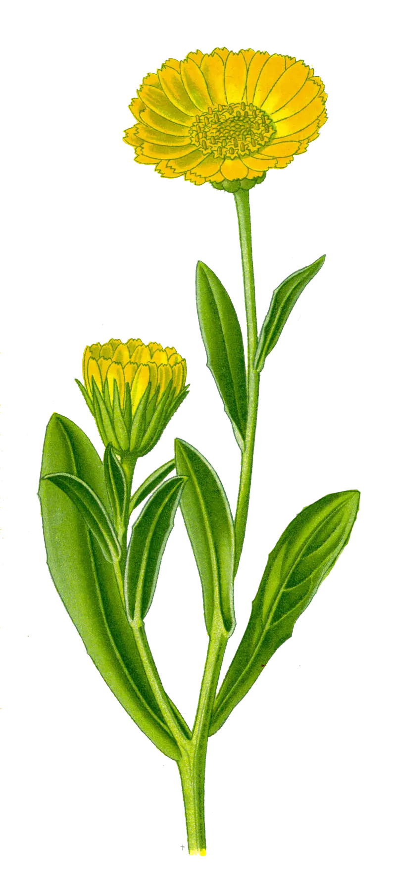 Illustrated Yellow Flower with Stems