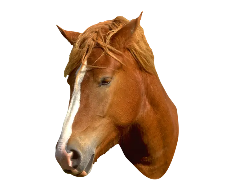 Horse Head Closeup with Natural Details
