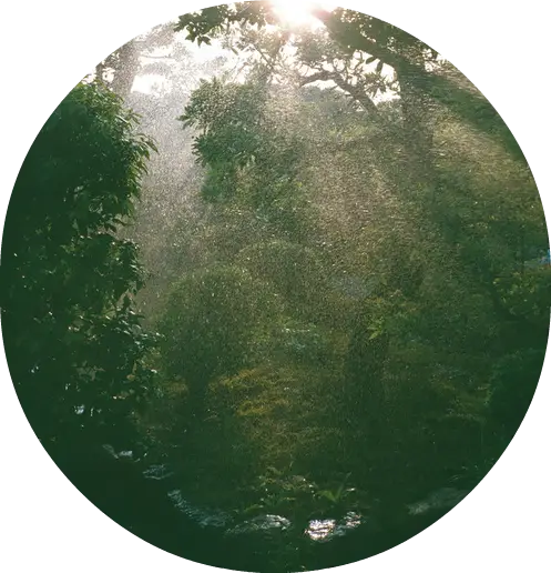 Sunlit Forest Scene