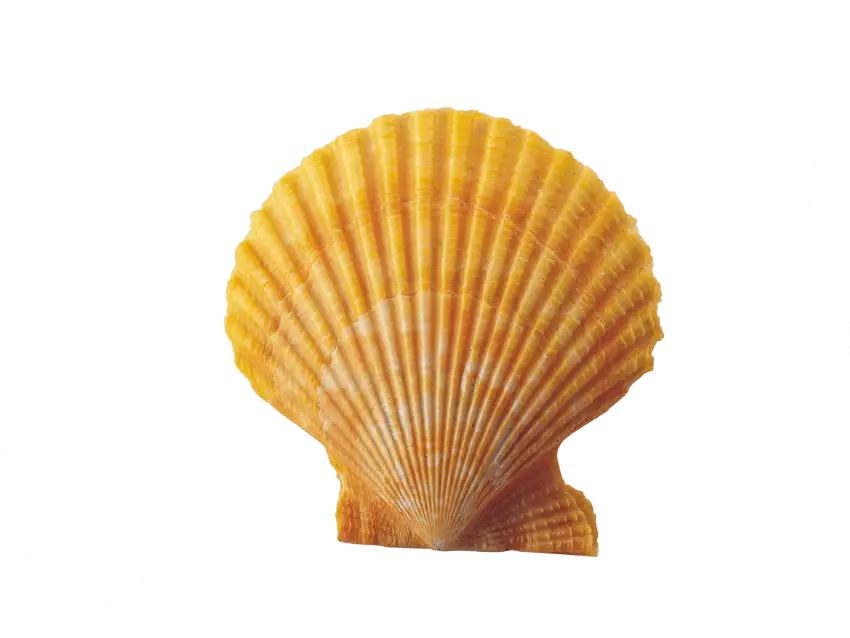 Bright Yellow Seashell Illustration