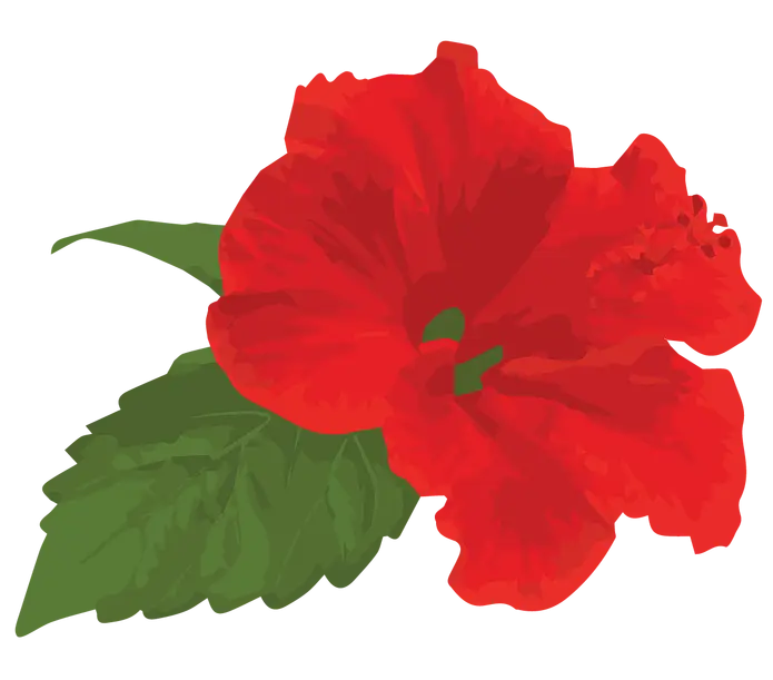 Red Hibiscus Flower and Leaves Graphic