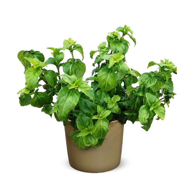 Fresh Green Indoor Potted Plant