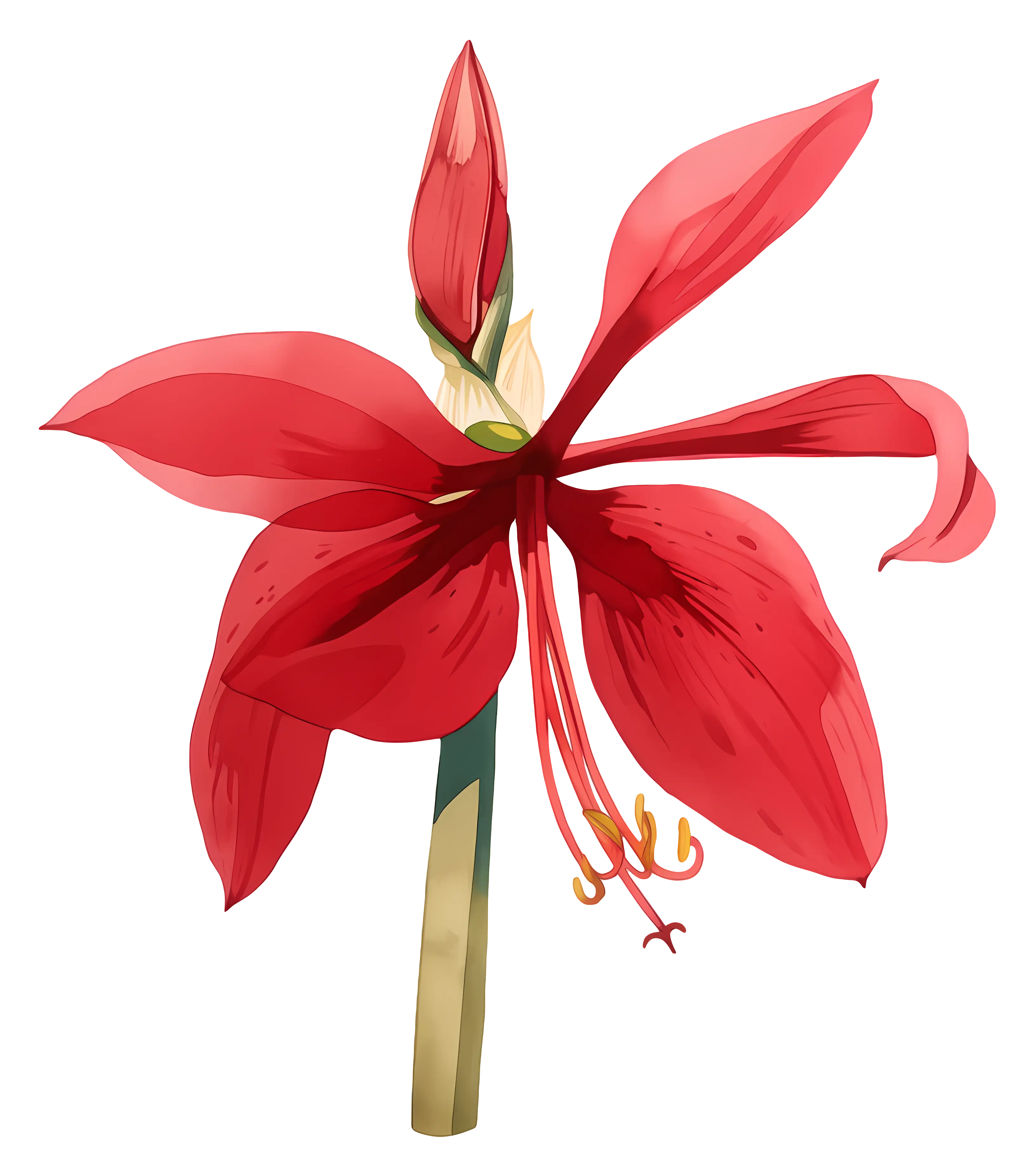 Red Hibiscus Flower Illustration