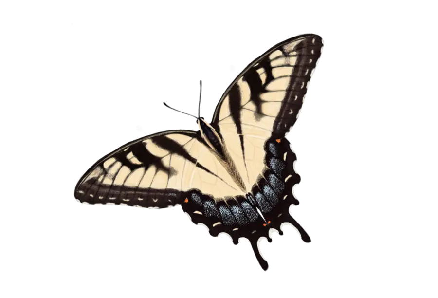 Swallowtail Butterfly Illustration