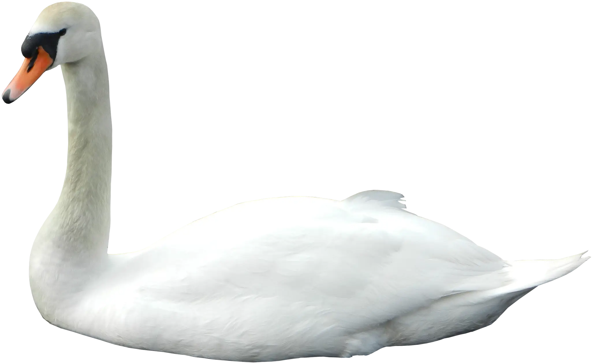 White Swan Floating Calmly Art Illustration