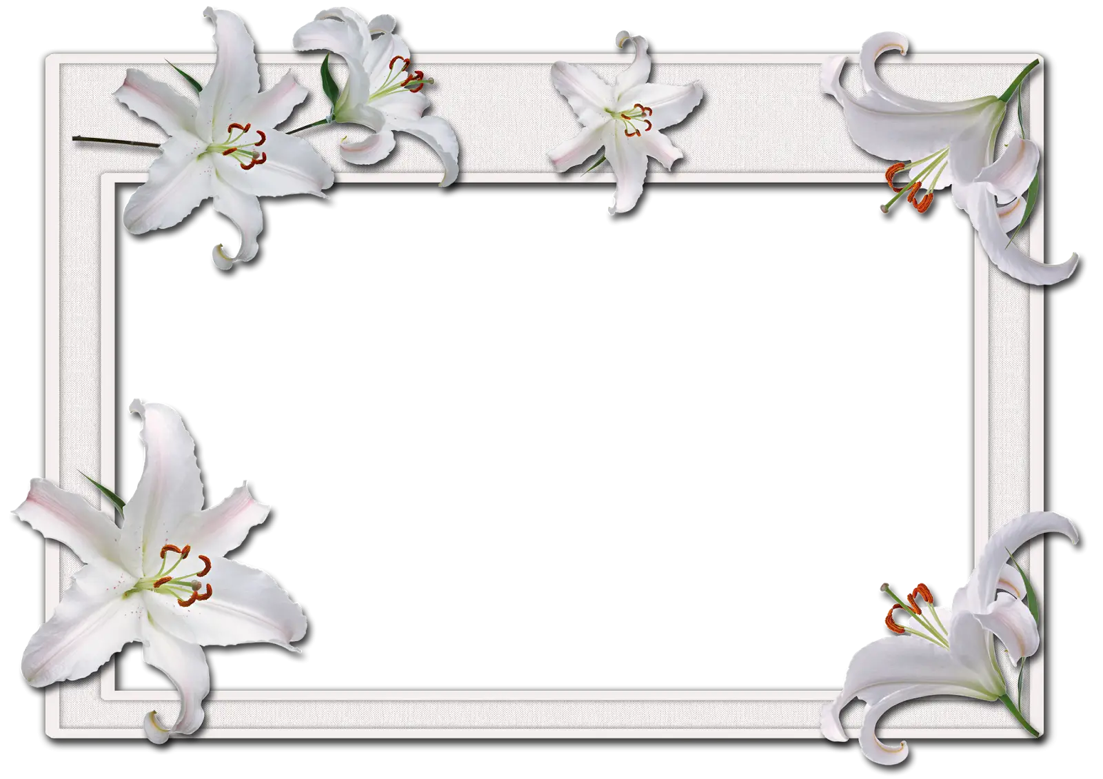 White Lily Flower Frame