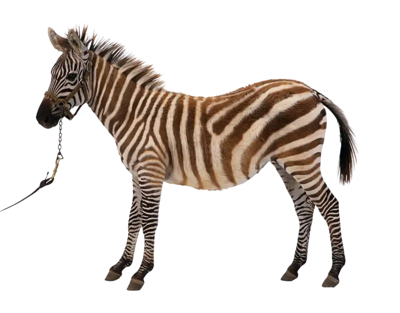 Zebra with Black and White Stripes