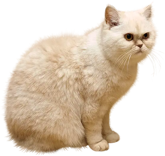 Cream-Colored Fluffy Cat Sitting