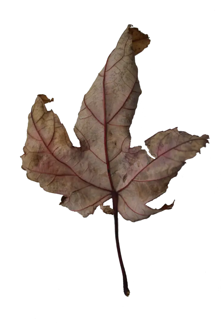 Dried Leaf with Natural Texture