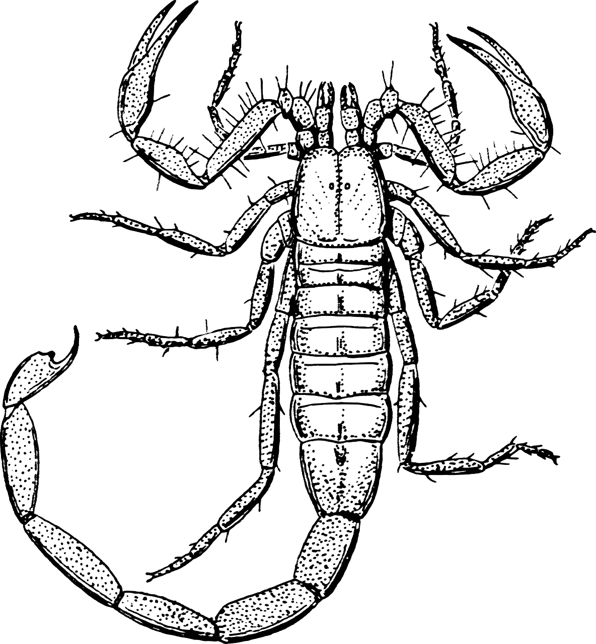 Detailed Black and White Scorpion Illustration