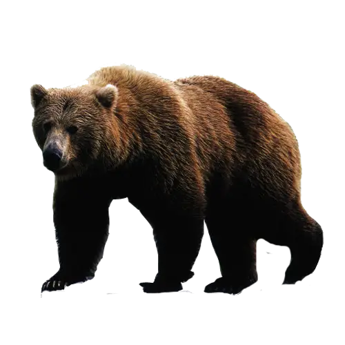 Large Brown Bear