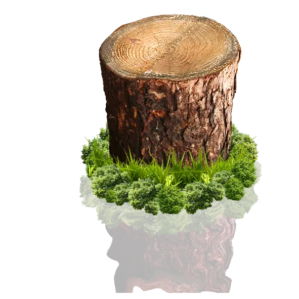 Tree Stump in Grass