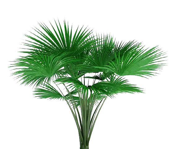 Lush Green Palm Plant for Tropical Decor