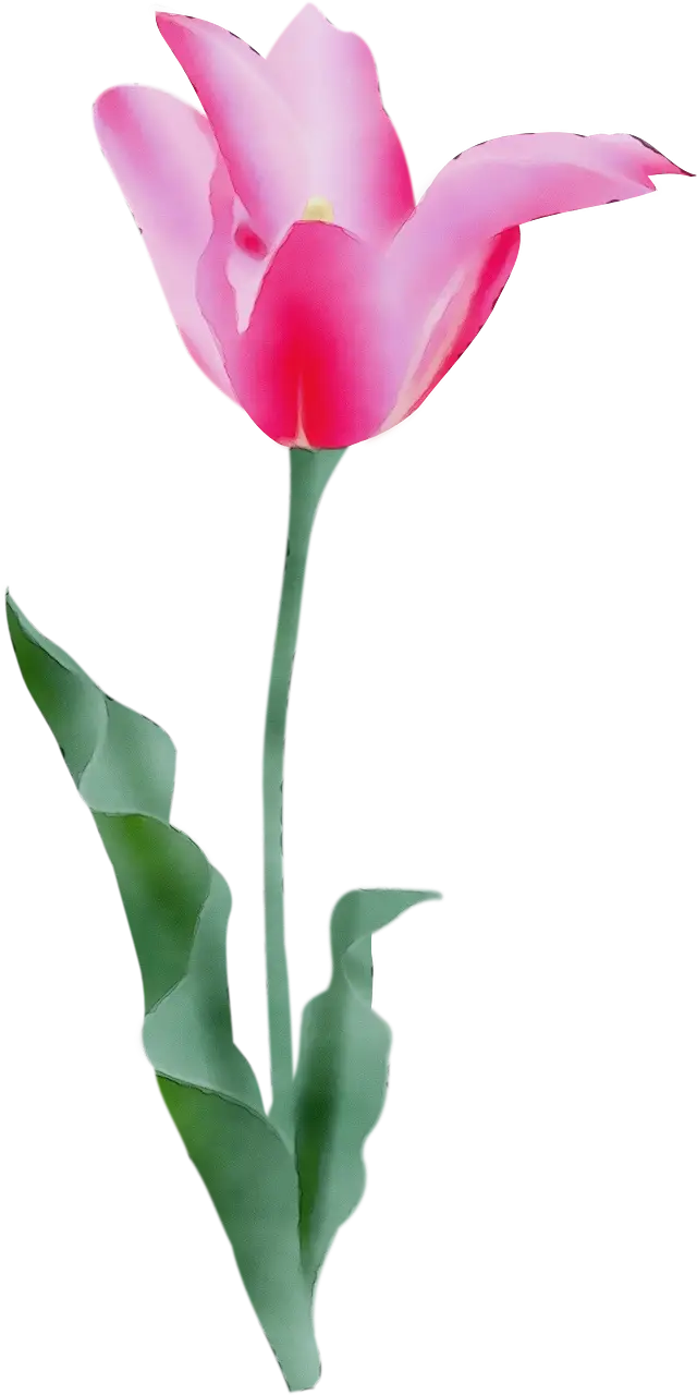 Pink Tulip Flower in Bloom