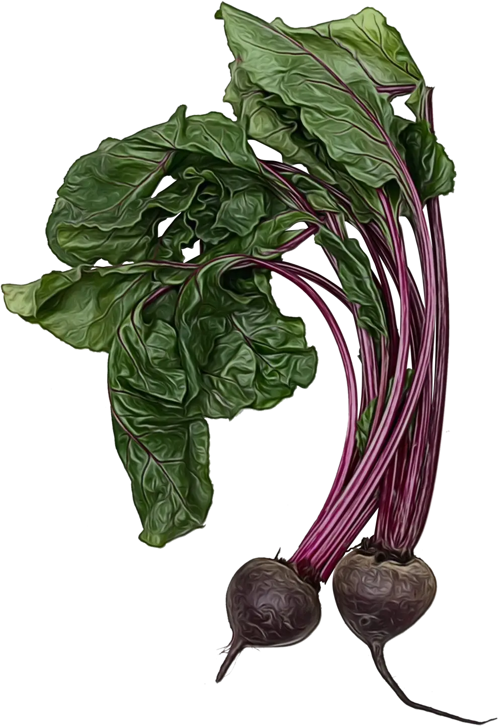 Beetroot with Green Leaves Illustration