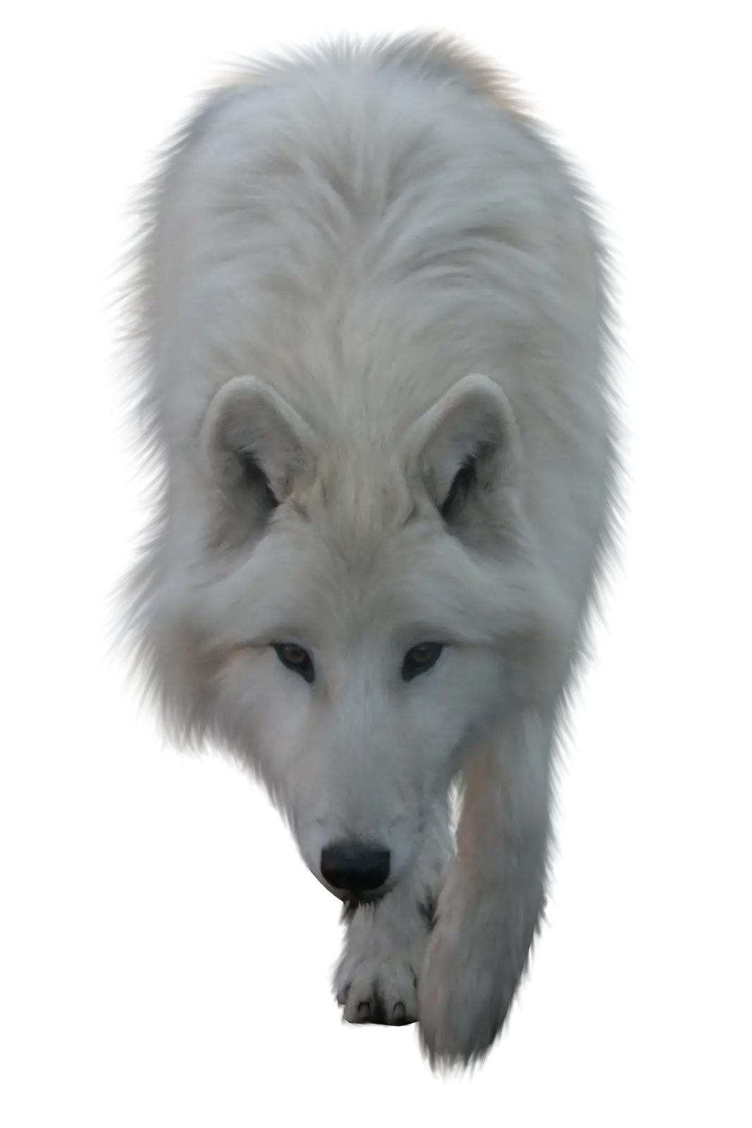 Majestic White Wolf Walking