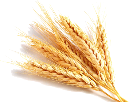 Golden Wheat Stalks Harvest