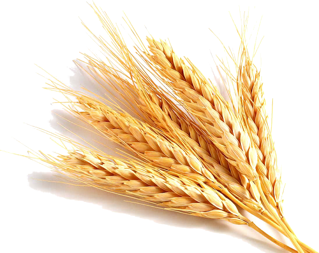 Golden Wheat Stalks Harvest