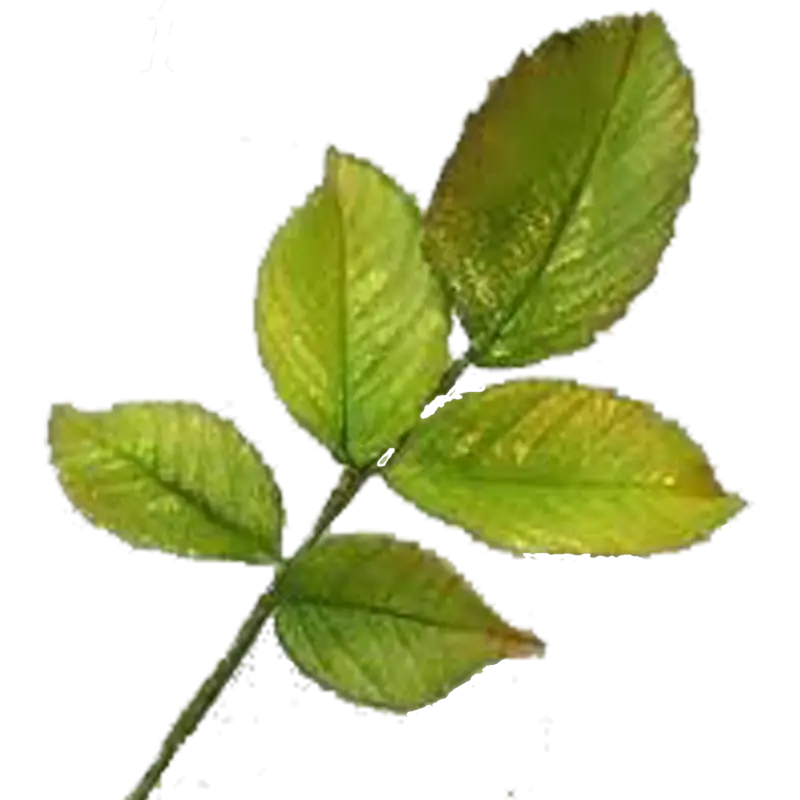 Green Leaf Branch Illustration