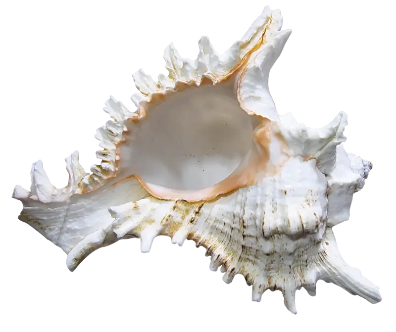 White Conch Shell
