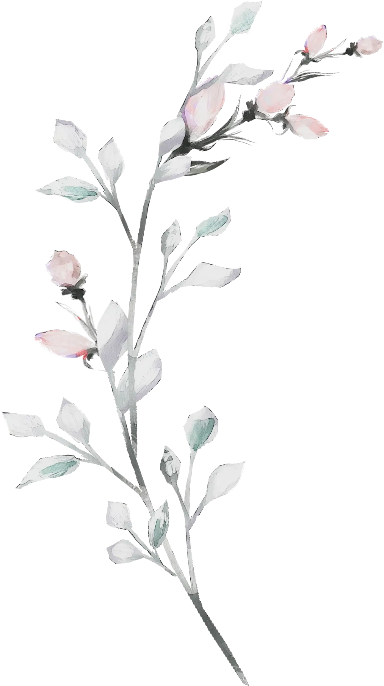 Delicate Watercolor Branch with Flowers