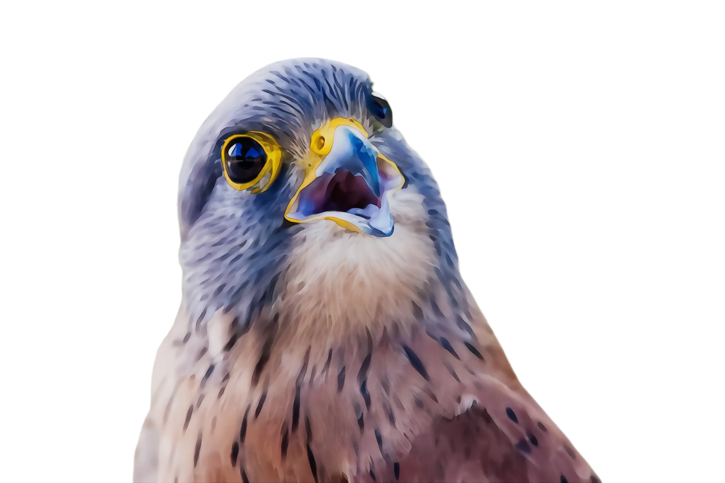 Falcon with Open Beak