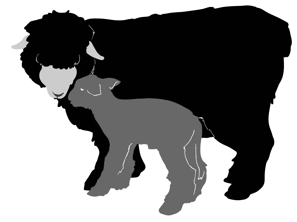 Silhouette of Sheep and Lamb