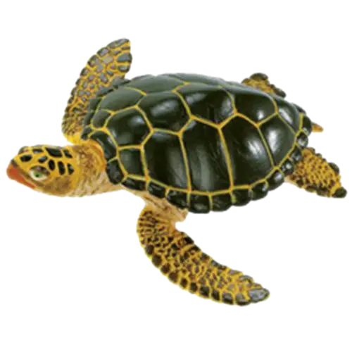 Green Sea Turtle in Motion