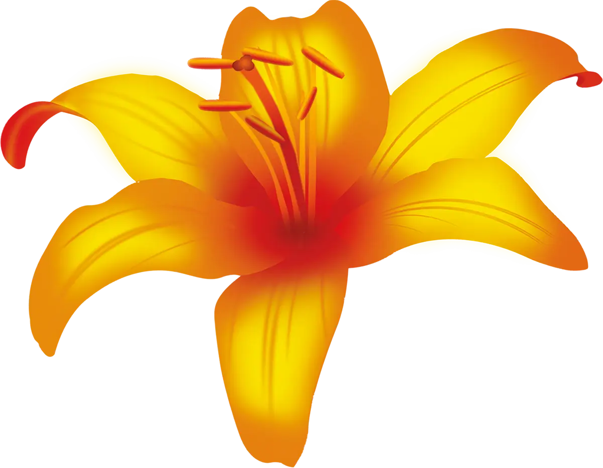 Bright Yellow Lily Flower Illustration