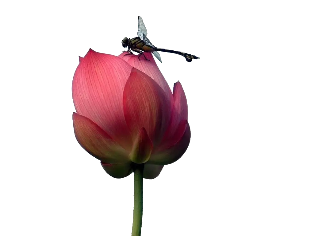Lotus Flower with Dragonfly