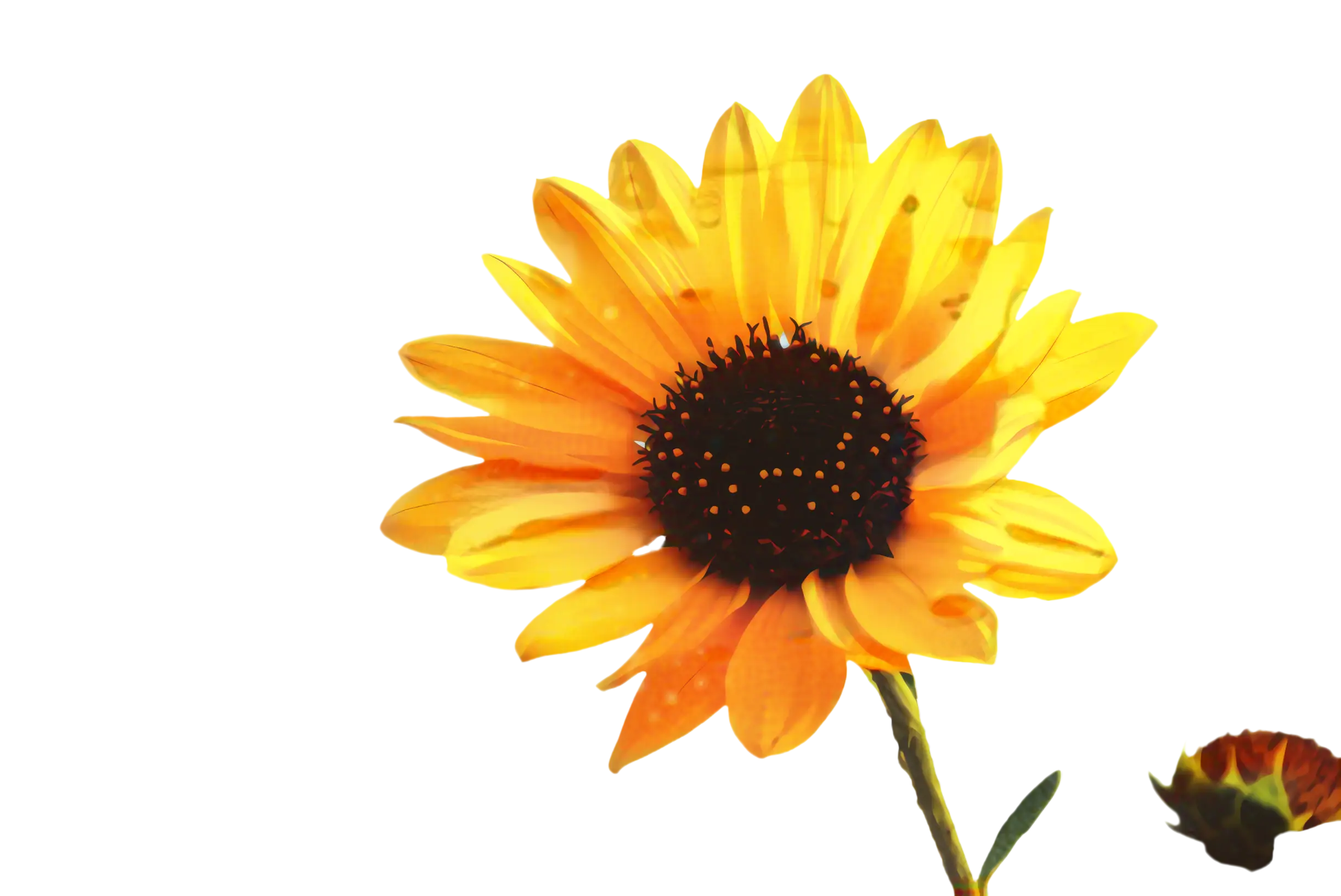 Bright Yellow Sunflower with Black Center