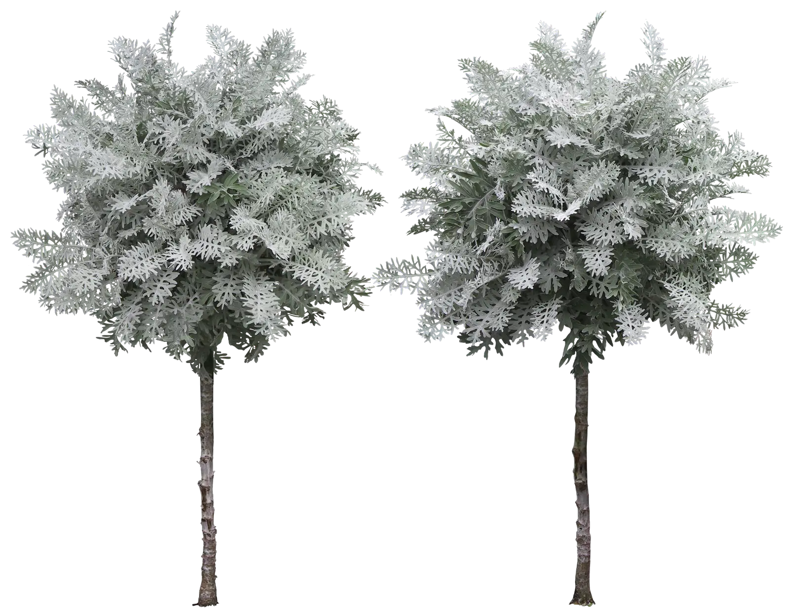 Frost-Covered Trees in Winter Scene