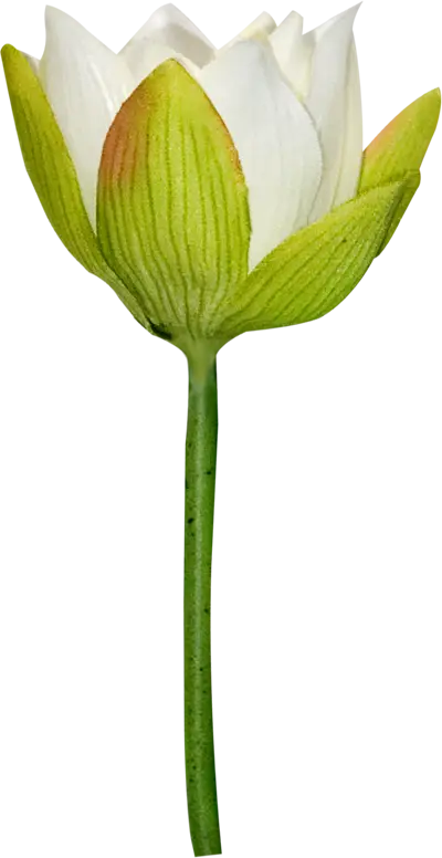 Lotus Flower with White Petals