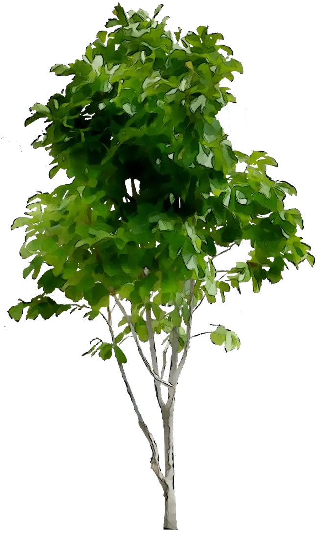 Green Tree Illustration