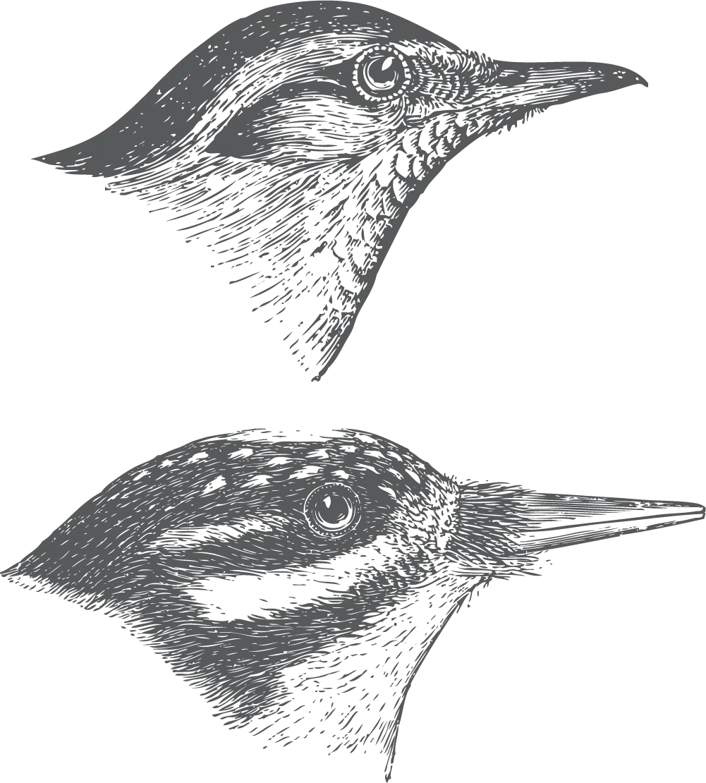 Illustrations of Bird Heads in Sketch Style