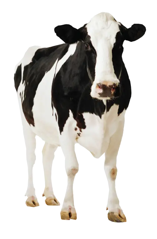 Black and White Cow on Transparent Background