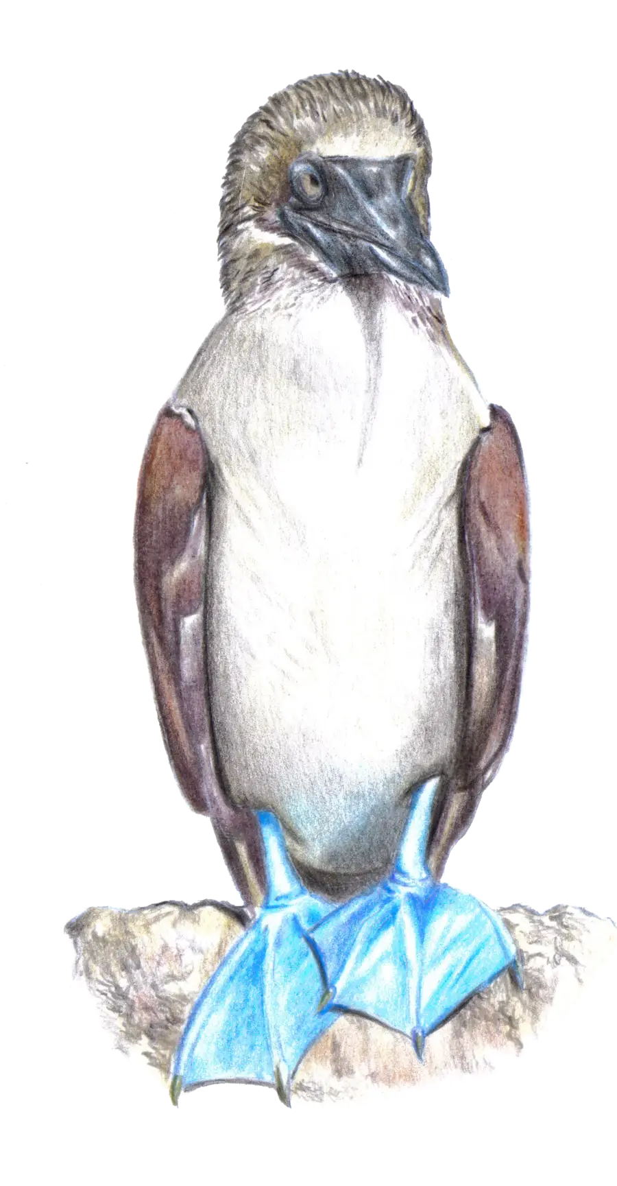 Blue-footed Booby Bird Illustration