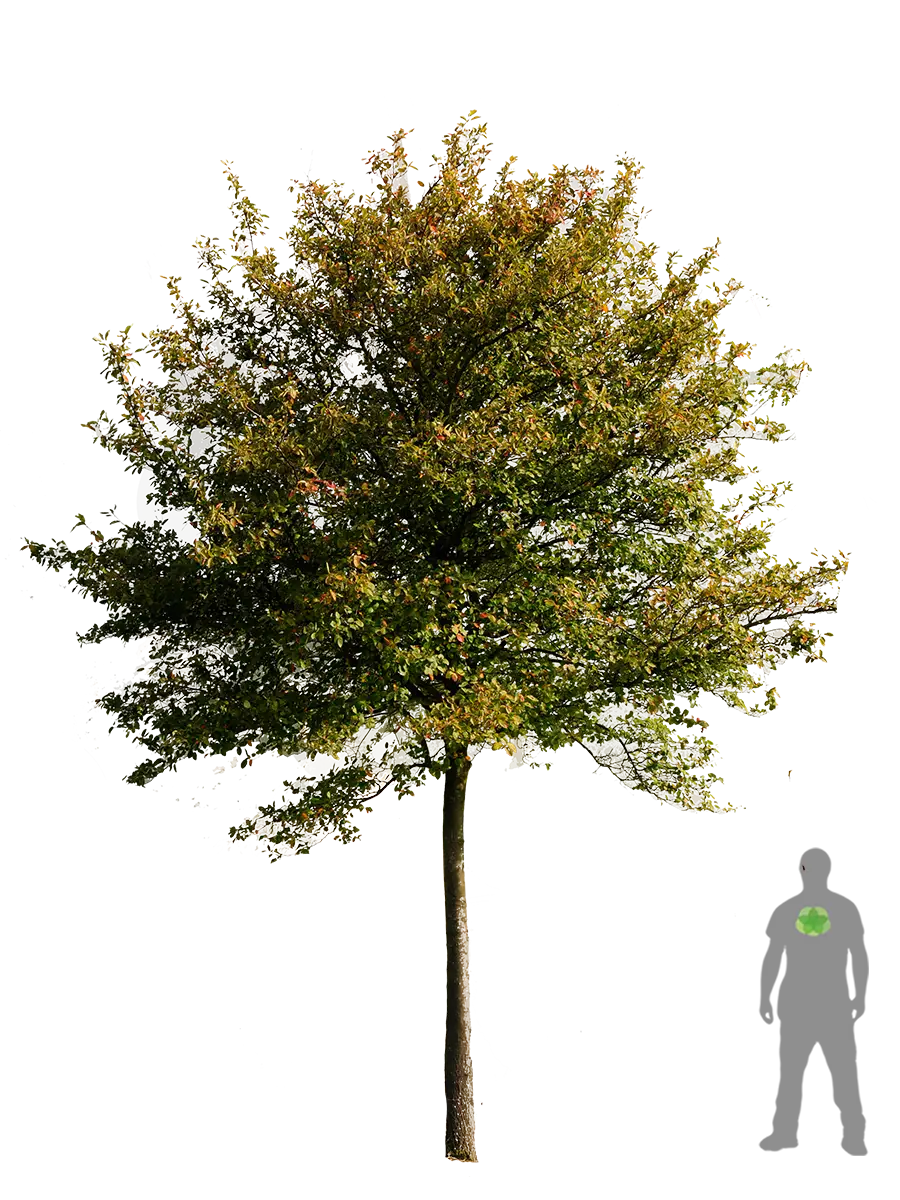 Green Tree with Dense Leaves