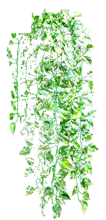 Hanging Vines with Leaves